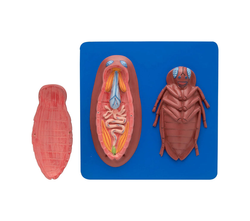 Shop Cockroach Dissected Model – Advanced Insect Anatomy Lab Tool for ...