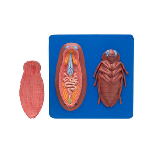 🖼️ Image ALT Tags (SEO-focused):

"Cockroach Dissected Model for Biology Lab"

"Enlarged Cockroach Anatomy Teaching Aid"

"Zoology Dissection Model for Schools and Colleges"
