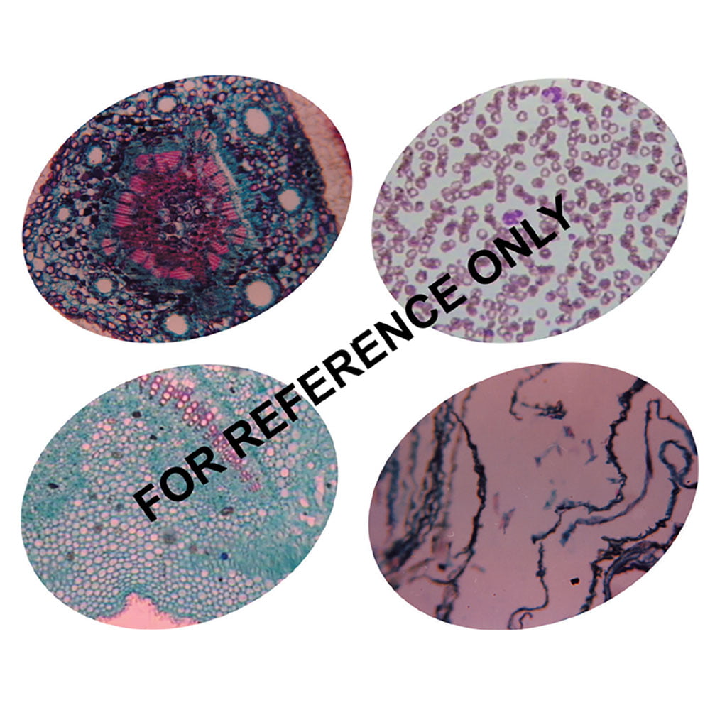 Indian File Cell Buy Cell, Cell Contents & Tissues Kit – ESAW Biology Learning Set for