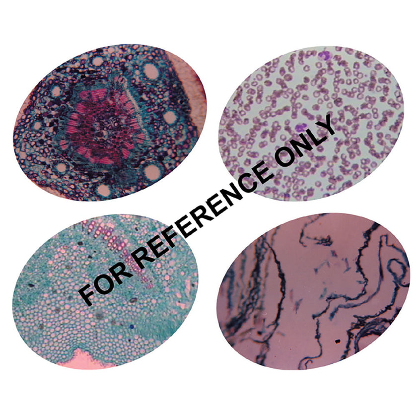 🔹Image ALT Tags (SEO Optimized):

“Cell and Tissue Structure Model for Biology Lab”

“Educational Cell Contents Kit for Classroom Use”

“Student Biology Learning Set – ESAW Export Quality”

“Cell Model Kit for Science Lab in Schools and Colleges”