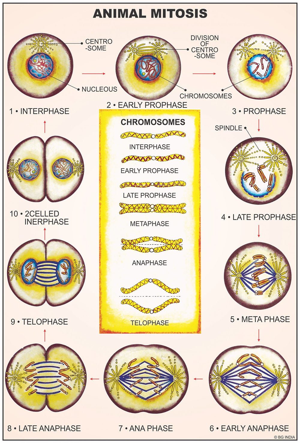 🖼️ Image ALT Tags:

"Laminated Biology Cell and Tissue Chart for Classroom Use"

"Educational Wall Chart of Animal and Plant Cell – ESAW India"

"Best Cell &amp; Tissues Visual Aid for Biology Students and Labs"

"Export Quality Science Charts for Schools and Medical Colleges"