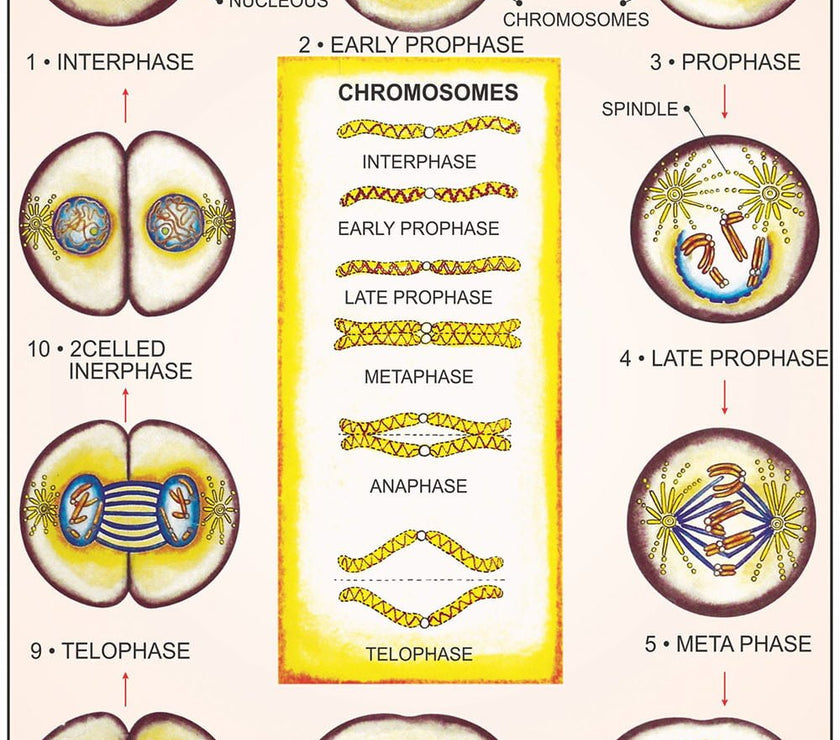 Cell & Tissues