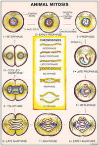 🖼️ Image ALT Tags:

"Laminated Biology Cell and Tissue Chart for Classroom Use"

"Educational Wall Chart of Animal and Plant Cell – ESAW India"

"Best Cell &amp; Tissues Visual Aid for Biology Students and Labs"

"Export Quality Science Charts for Schools and Medical Colleges"