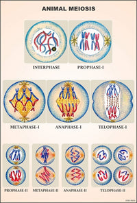 Buy Cell & Tissues Educational Charts – ESAW Classroom & Lab Visuals for Biology