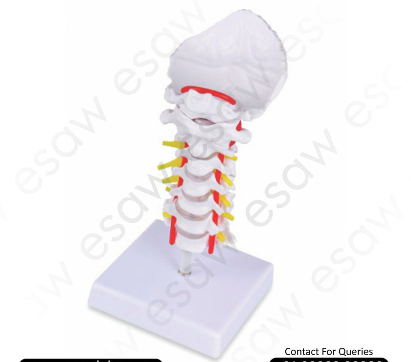 Cervical Vertebral Column with Neck Artery – Human Cervical Spine Model for Medical Education
