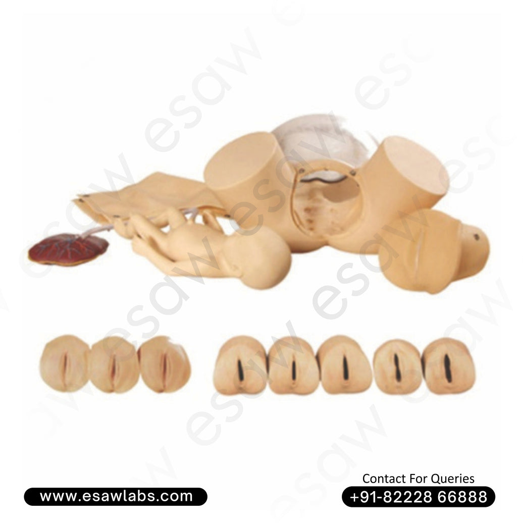 Childbirth Skills Training Simulator – Advanced Obstetric Delivery Model by ESAW
