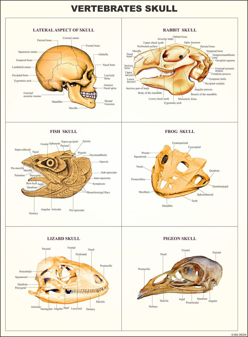 🖼️ Image ALT Tags:

"Comparative Study Chart for Vertebrates and Invertebrates – Biology Lab Poster"

"ESAW Laminated Comparative Classification Chart for Science Students"

"50x75 cm Educational Zoology Chart Showing Animal Phyla Differences"

"Classroom and Laboratory Poster for Comparative Animal Biology"