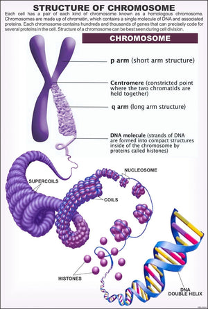 🖼️ Image ALT Tags:

"Cytology Chart Showing Cell Structure for Science Classrooms"

"ESAW Laminated Cell Biology Poster 50x75 cm"

"Educational Cytology Chart for School and College Labs"

"Cell Structure and Function Diagram – Teaching Aid for Biology Students"