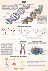 Buy Cytology Chart – Cell Structure & Function Poster for Biology Labs