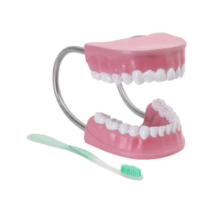 Image ALT Tags:

"Dental Care Model Showing Tooth Brushing for Students"

"ESAW Life-Size Oral Hygiene Model for Schools and Labs"

"Tooth Cleaning and Gum Health Model for Medical Training"
