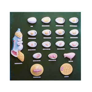 🖼️ Image ALT Tags (SEO-Focused):

"Chick Development Model for Biology Labs"

"ESAW Multi-Stage Embryology Model for Students"

"Development of Chick Educational Display for Veterinary Colleges"