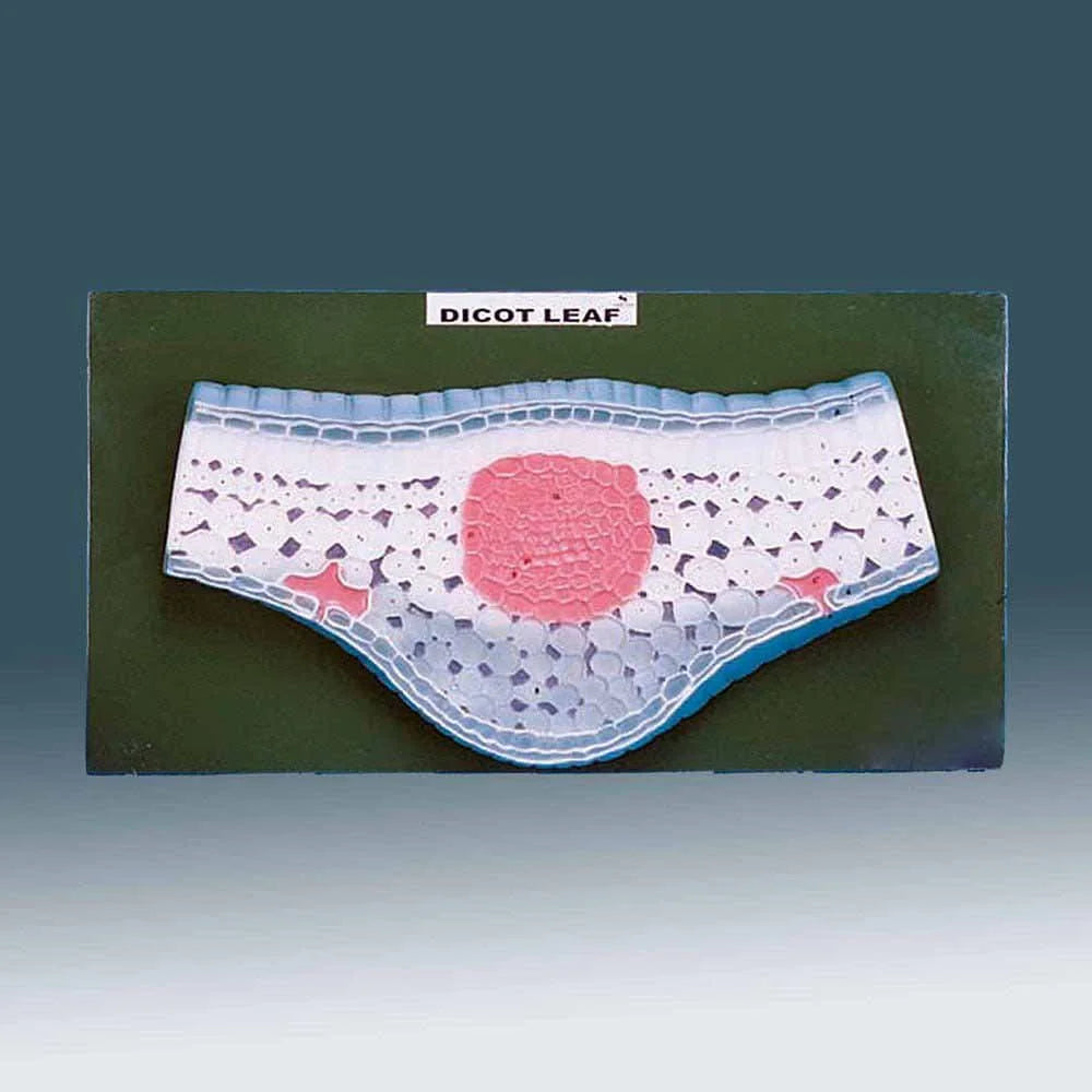 🖼️ Image ALT Tags for SEO &amp; Accessibility:

"Dicot Leaf Transverse Section Model for Botany Labs"

"Educational Dicot Leaf T.S. Model for School and College Labs"

"Export Quality Plant Anatomy Model for Science Classrooms India"