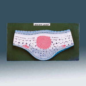 🖼️ Image ALT Tags for SEO &amp; Accessibility:

"Dicot Leaf Transverse Section Model for Botany Labs"

"Educational Dicot Leaf T.S. Model for School and College Labs"

"Export Quality Plant Anatomy Model for Science Classrooms India"