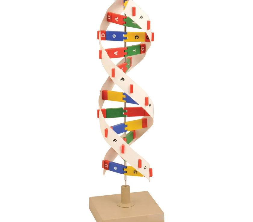 DNA MODEL KIT