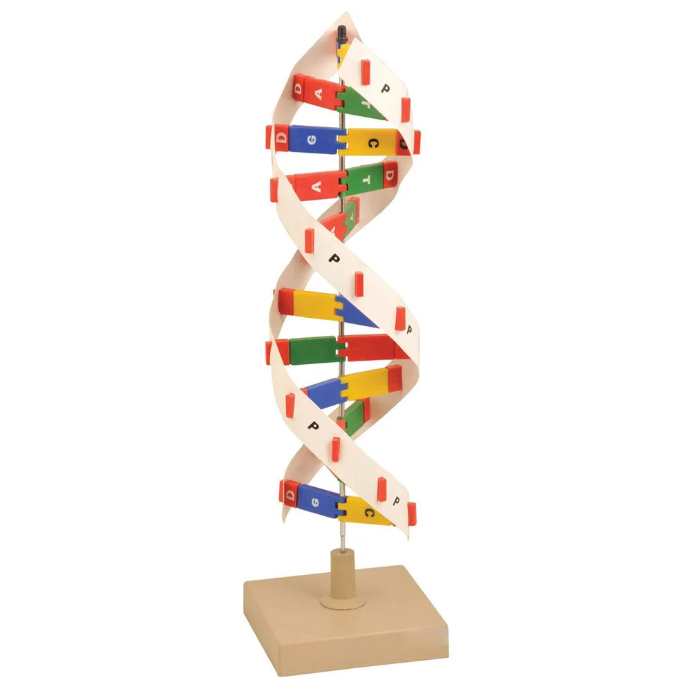 Buy DNA Model Kit – Molecular Biology Structure Model for Schools & La