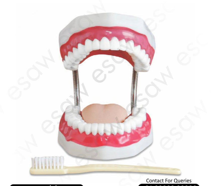 Dental Care Model (28 Teeth, 2X Enlarged) – Anatomical Teaching Aid for Dental Education &amp; Oral Hygiene Training