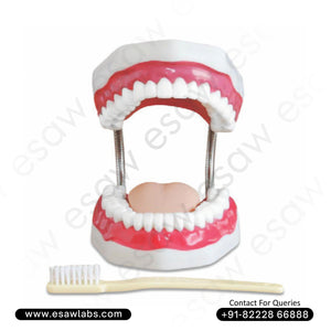 Dental Care Model (28 Teeth, 2X Enlarged) – Anatomical Teaching Aid for Dental Education &amp; Oral Hygiene Training