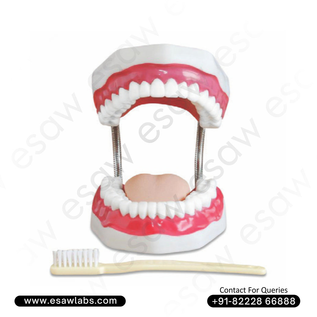 Dental Care Model (32 Teeth) – Enlarged Anatomical Tooth Model with Gums, Tongue &amp; Giant Toothbrush | Educational Dental Teaching Aid