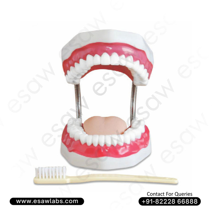 Dental Care Model (32 Teeth) – Enlarged Anatomical Tooth Model with Gums, Tongue &amp; Giant Toothbrush | Educational Dental Teaching Aid