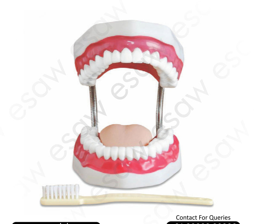 Dental Care Model (32 Teeth) – Enlarged Anatomical Tooth Model with Gums, Tongue &amp; Giant Toothbrush | Educational Dental Teaching Aid