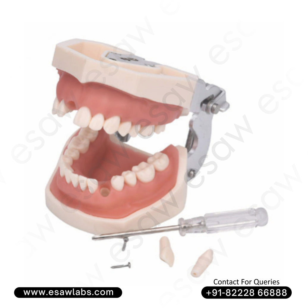 Dental Practice Typodont Model – Life-Size Model with 28 Removable Teeth for Restorative &amp; Clinical Training