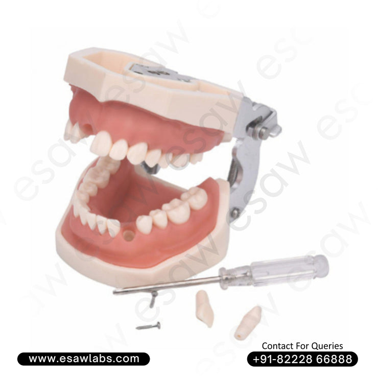 Dental Practice Typodont Model – Life-Size Model with 28 Removable Teeth for Restorative &amp; Clinical Training
