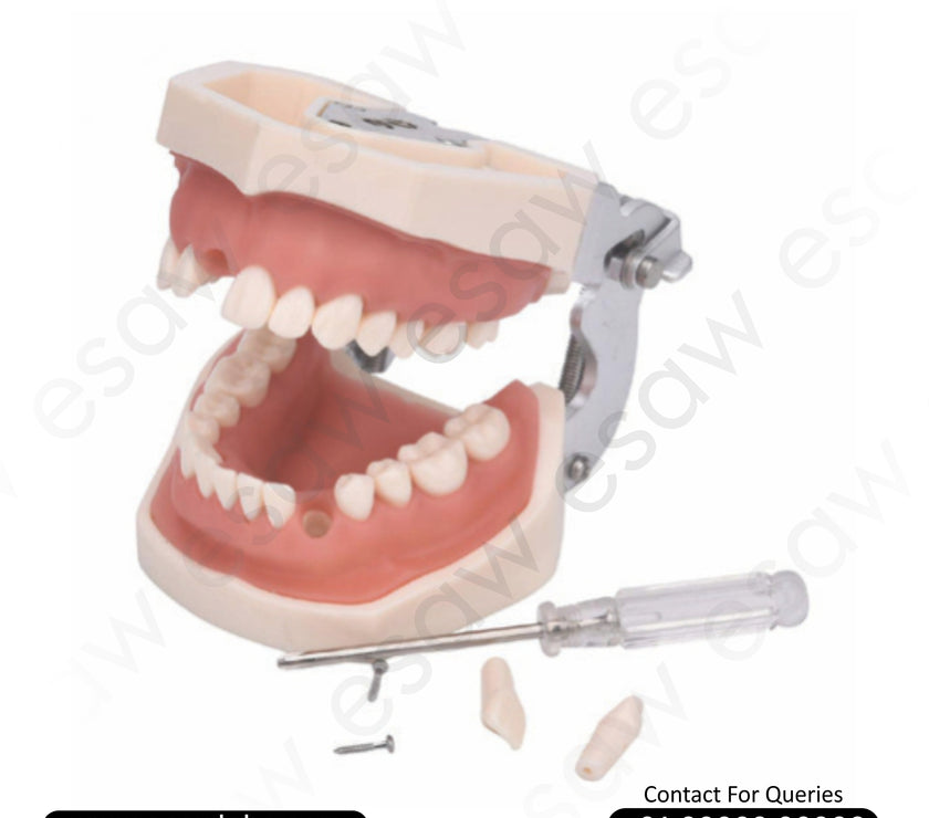 Dental Practice Typodont Model – Life-Size Model with 28 Removable Teeth for Restorative &amp; Clinical Training