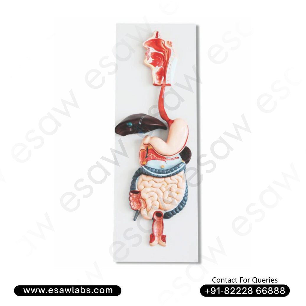 Life-Size Human Digestive System Model – 3-Part Dissectible Anatomical Display with Organs