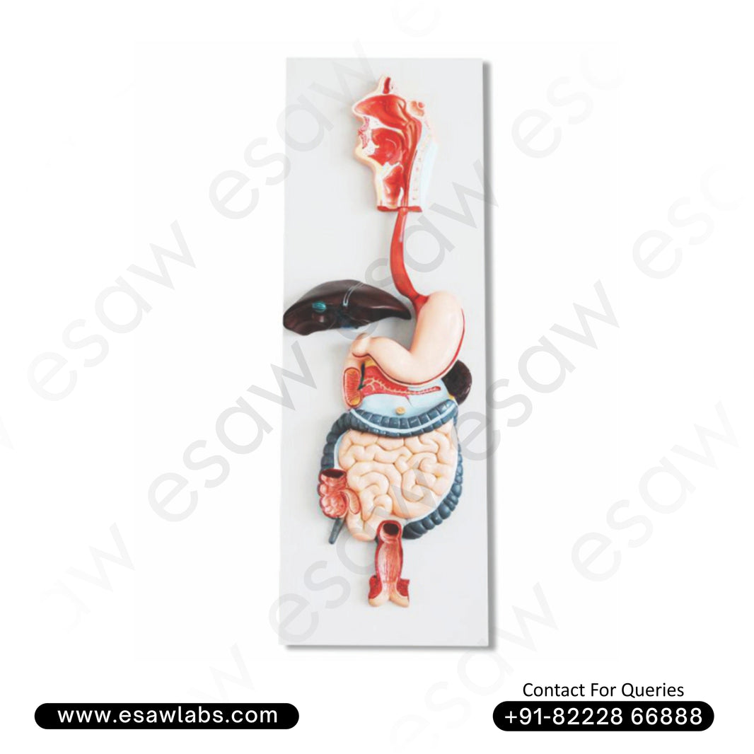 Life-Size Human Digestive System Model – 3-Part Dissectible Anatomical Display with Organs