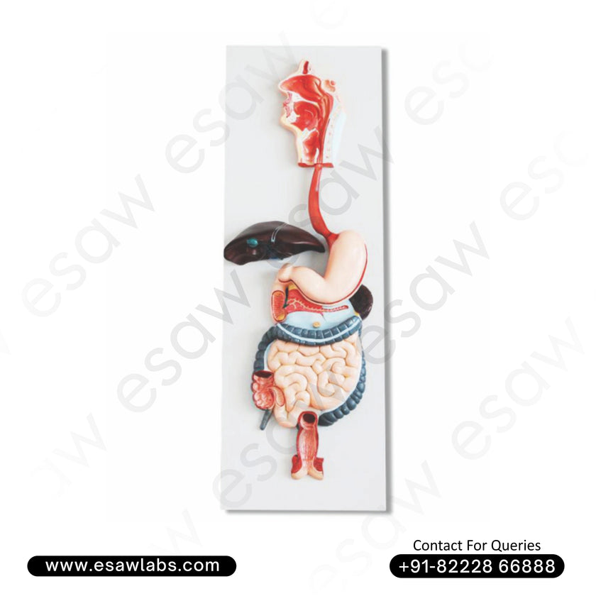 Life-Size Human Digestive System Model – 3-Part Dissectible Anatomical Display with Organs