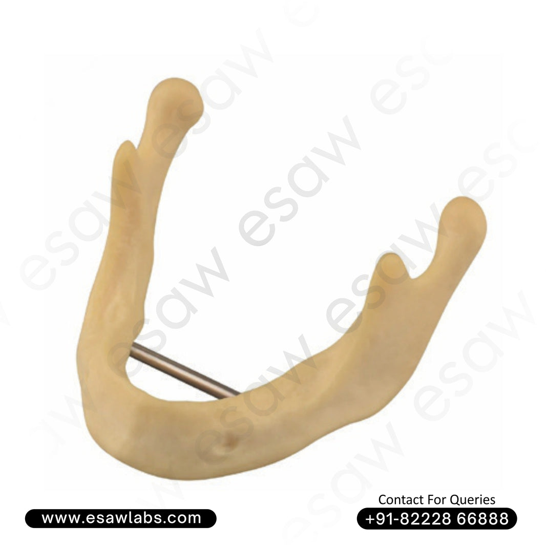 Dental Implant Practice Mandible Model ESAW (DI-107) – 1:1 Life-Size Drilling &amp; Bone Graft Simulation for Implantology Training
