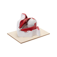 Buy Human Eye Model in Bony Orbit – Enlarged 3x Educational Display for Labs & Schools