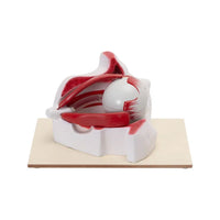 Buy Human Eye Model in Bony Orbit – Enlarged 3x Educational Display for Labs & Schools
