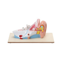 image ALT Tags:

“3x Enlarged Human Ear Model for ENT Lab Training”

“Plastic Human Ear Model for Medical and Nursing Colleges”

“Educational Ear Anatomy Tool by ESAW India”