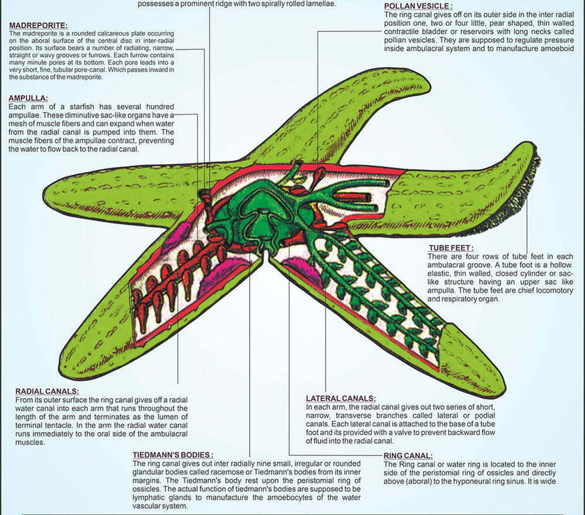 Echinodermata