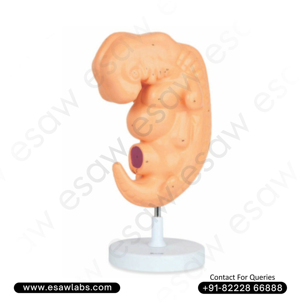 Human Embryo Model – 4-Week Old Fetal Development | 25X Enlarged Anatomical Model