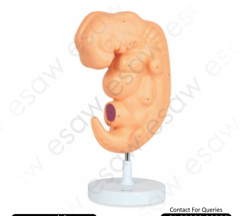 Human Embryo Model – 4-Week Old Fetal Development | 25X Enlarged Anatomical Model