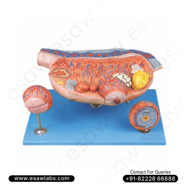 Enlarged Ovary Model – Detailed Human Female Reproductive System Anatomy Model
