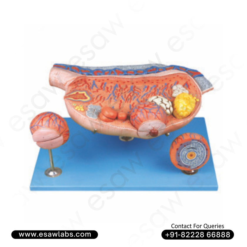 Enlarged Ovary Model – Detailed Human Female Reproductive System Anatomy Model