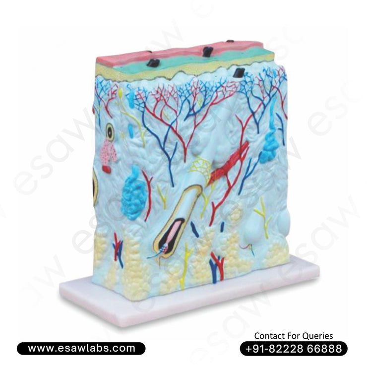 Enlarged Human Skin Model – 105x Cross-Sectional View with Hair Follicle, Glands &amp; Nerve Endings