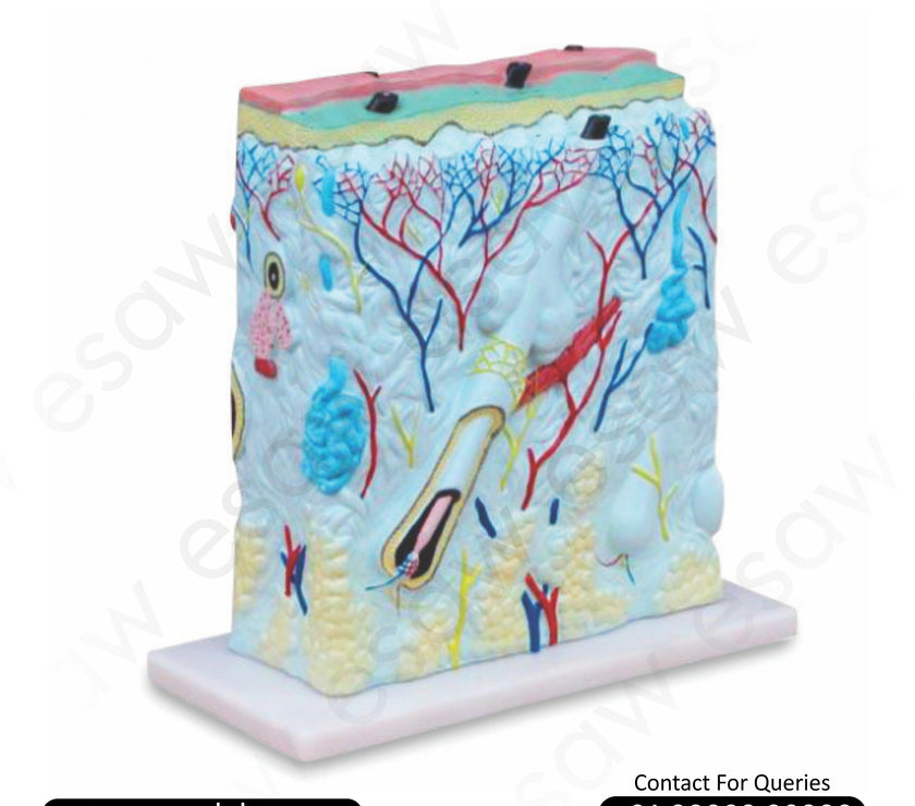 Enlarged Human Skin Model – 105x Cross-Sectional View with Hair Follicle, Glands &amp; Nerve Endings