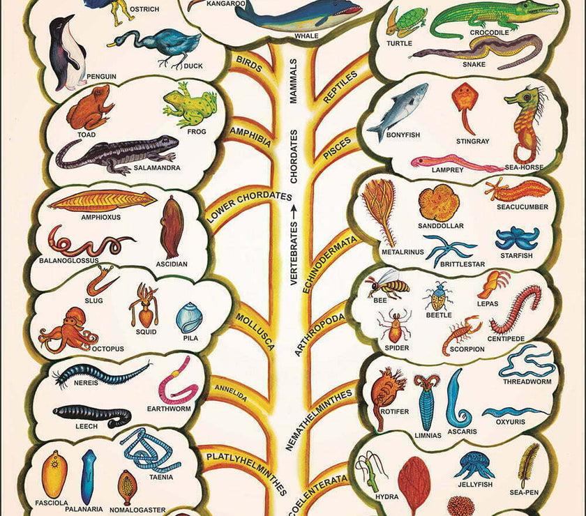 Evolution Shape Chart.pdf Buy Evolution Chart – Human & Animal Evolution Teaching Poster for Bio