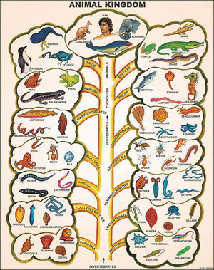 🖼️ Image ALT Tags:

"Human and Animal Evolution Chart for Science Labs"

"ESAW Biology Evolution Poster – Laminated 50x75 cm"

"Educational Evolution Chart for Biology Classroom Display"

"Evolution Teaching Aid – Science Equipment for Students"