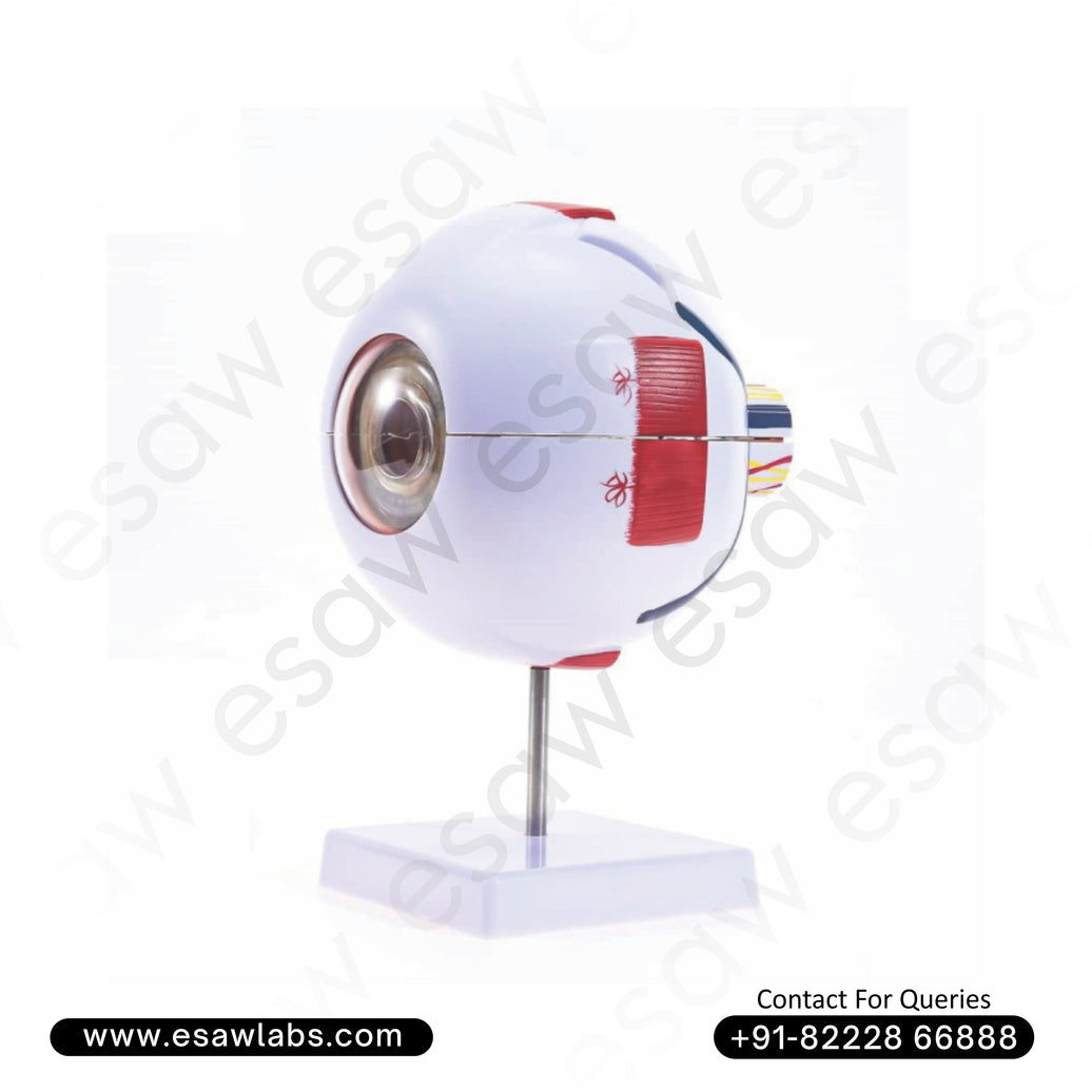 Buy 6 Times Enlarged Human Eye Model | PVC Eye Anatomy Model for Medical Students &amp; Professionals – ESAW India