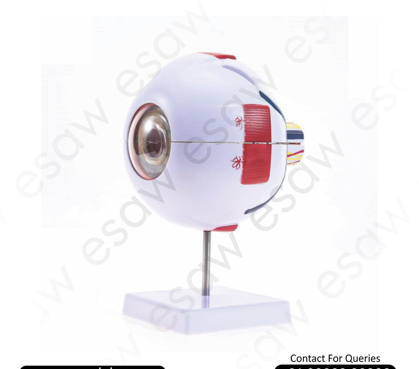 Buy 6 Times Enlarged Human Eye Model | PVC Eye Anatomy Model for Medical Students &amp; Professionals – ESAW India