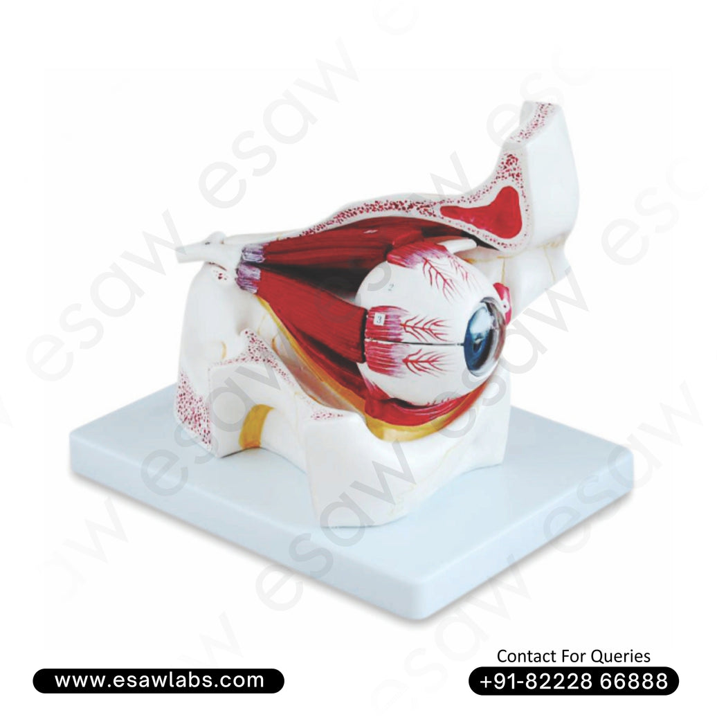 Buy 3x Enlarged Eye with Orbit Model | Human Eye with Muscles, Nerves &amp; Bony Orbit – ESAW India