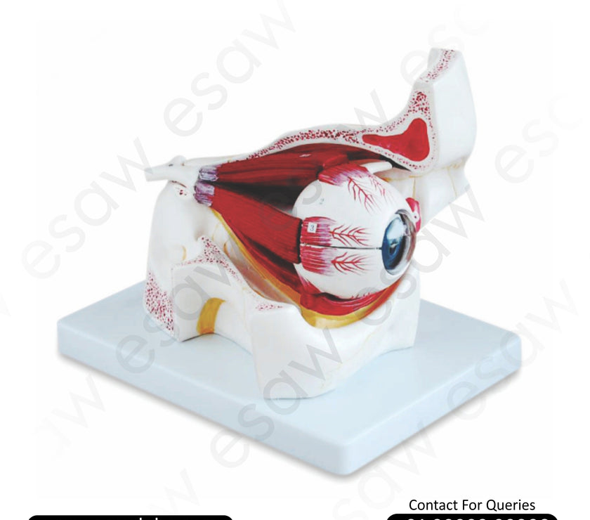 Buy 3x Enlarged Eye with Orbit Model | Human Eye with Muscles, Nerves &amp; Bony Orbit – ESAW India