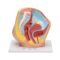 Image&nbsp;ALT&nbsp;Tags:

"Life‑size female pelvis model for nursing colleges"

"Detachable gynecological anatomy model by ESAW India"

"Affordable female pelvis teaching aid for biology classrooms"