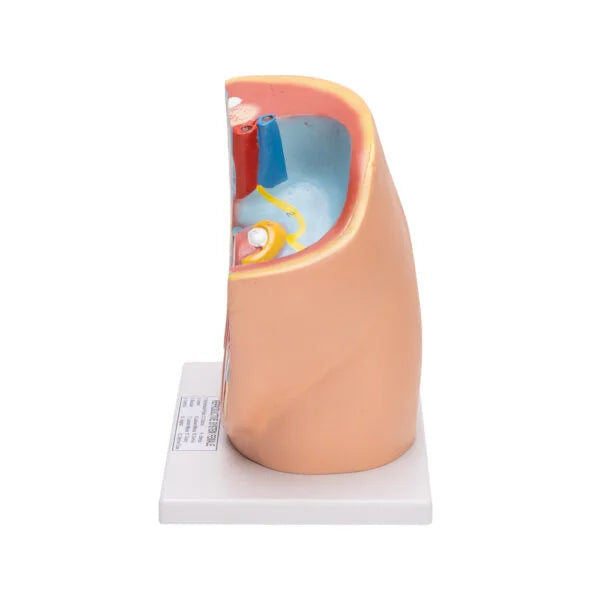Buy Female Pelvis Model – Life‑Size Gynecological Anatomy for Bio