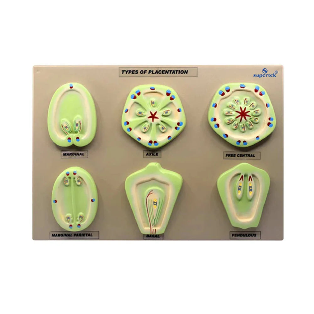 🖼️ Image ALT Tags:

“Placentation Model Set for Biology Labs”

“Flowering Plant Reproduction Teaching Model – ESAW India”

“Axile and Basal Placentation Botany Model for Students”
